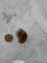 Stramonita biserialis