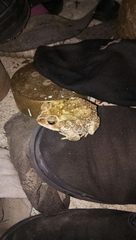 Duttaphrynus melanostictus