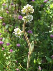 Micranthes integrifolia