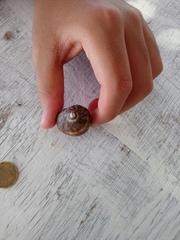 Stramonita biserialis