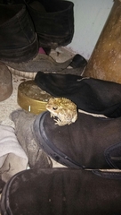 Duttaphrynus melanostictus