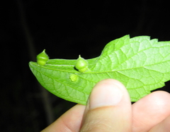 Celticecis celtiphyllia