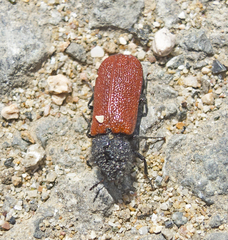 Bostrichus capucinus