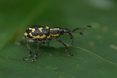 Exophthalmus nicaraguensis image