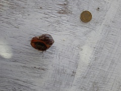 Stramonita biserialis