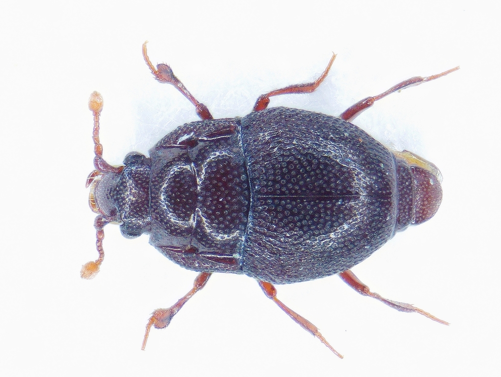 Abraeinae