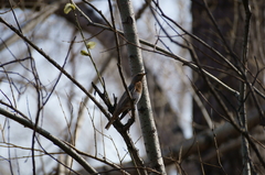 Turdus ruficollis
