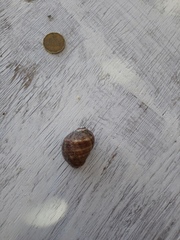 Stramonita biserialis