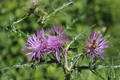 Galactites tomentosus