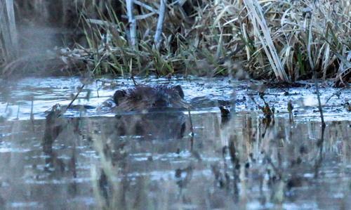 American Beaver