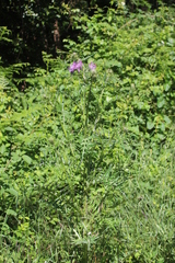 Galactites tomentosus