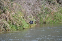 Fulica rufifrons