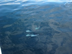 Cephalorhynchus commersonii