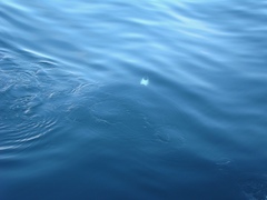 Cephalorhynchus commersonii