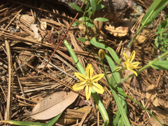 Triteleia ixioides anilina