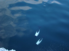 Cephalorhynchus commersonii
