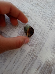 Stramonita biserialis