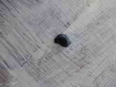 Stramonita biserialis