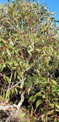 Eucalyptus fasciculosa