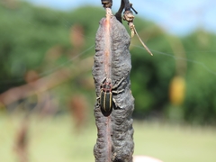 Eudiagogus episcopalis