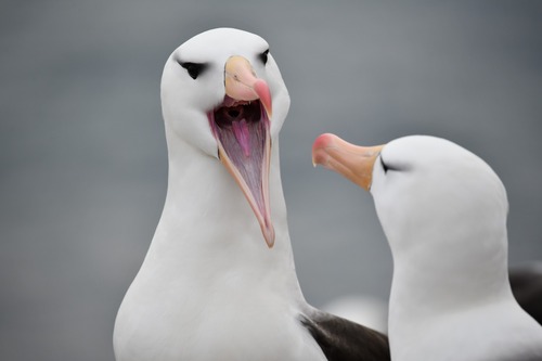 Albatros ojeroso (Thalassarche melanophris)
