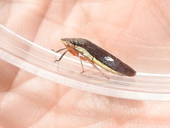 Homalodisca insolita