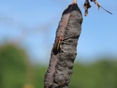 Eudiagogus episcopalis