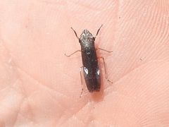 Homalodisca insolita