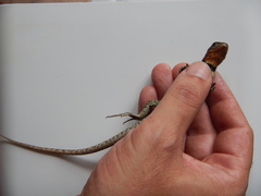 Stenocercus trachycephalus