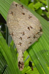 Angiopolybia
