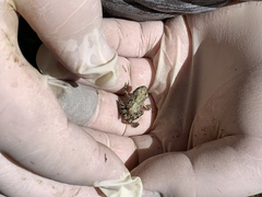 Pseudacris streckeri