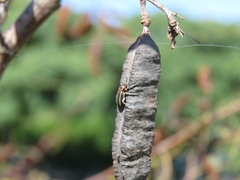 Eudiagogus episcopalis