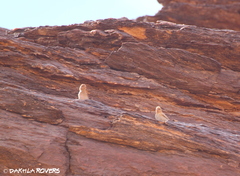 Bucanetes githagineus