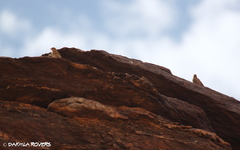 Bucanetes githagineus