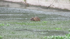 Myocastor coypus
