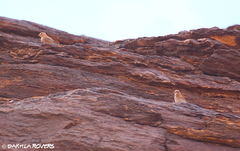 Bucanetes githagineus