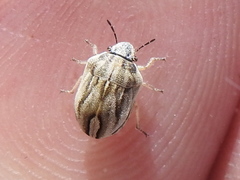 Homaemus parvulus