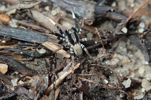 Pardosa alboannulata