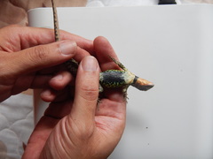 Stenocercus trachycephalus