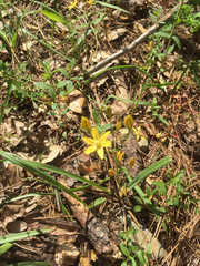 Triteleia ixioides anilina