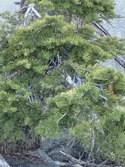 Abies magnifica