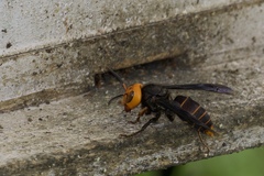 Vespa mandarinia