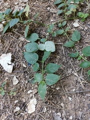 Phaseolus vulgaris