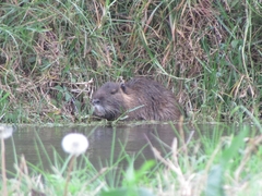 Myocastor coypus