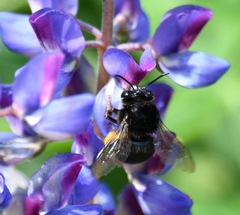 Habropoda tristissima