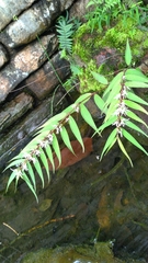 Pentasachme caudatum