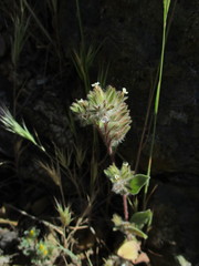 Phacelia phacelioides
