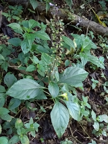 Image of Ocimum carnosum by (c) Oscar Marín, some rights reserved (CC BY-SA)