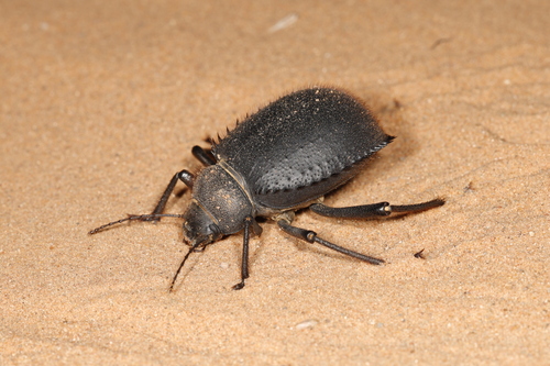 Urchin Beetle