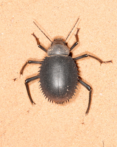 Urchin Beetle
